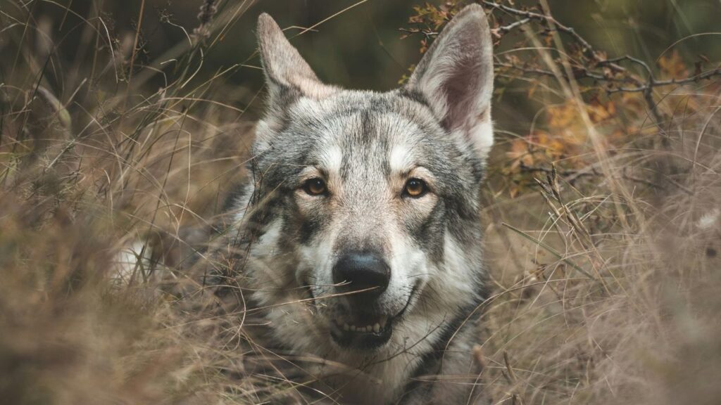 Wolfdog lying in grass