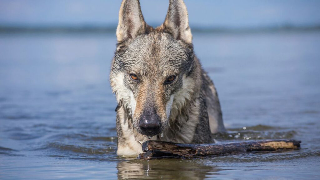 Wolfdog in water