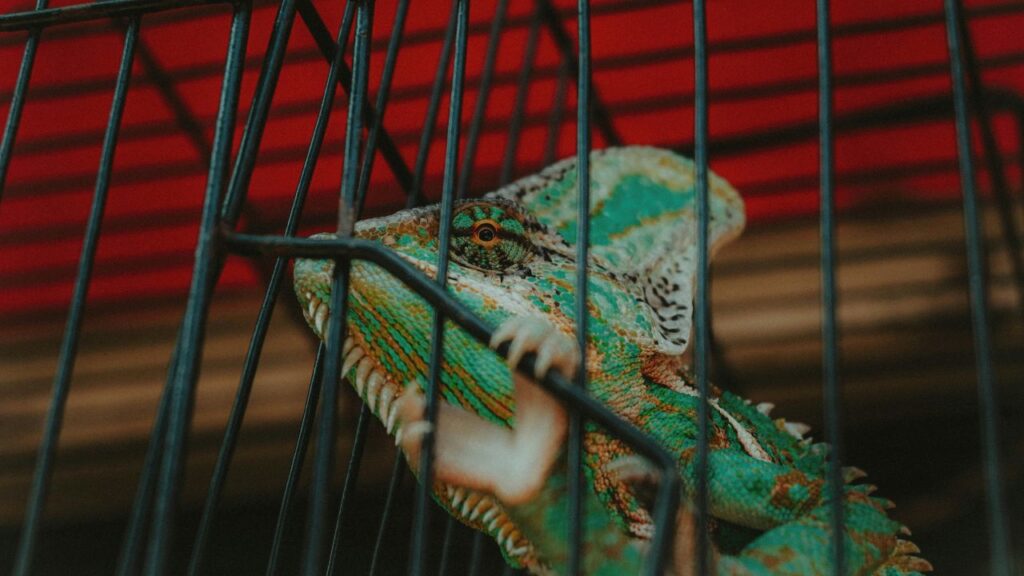 reptile in cage
