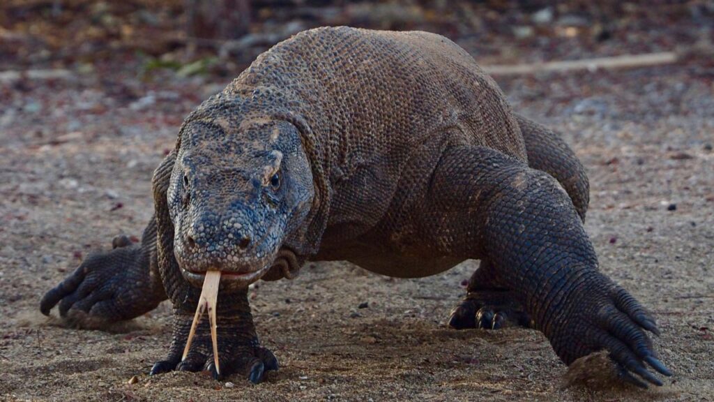 Komodo Dragon