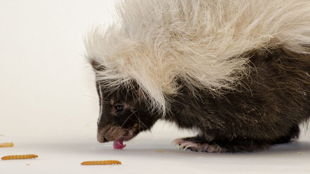 Striped Skunk Isolated on a White Background