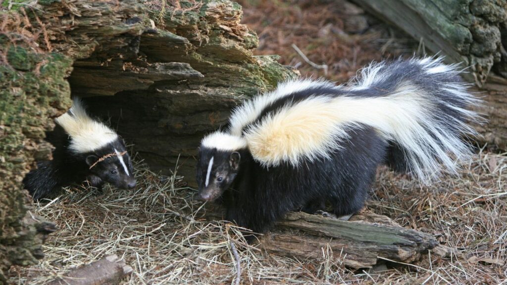 skunk