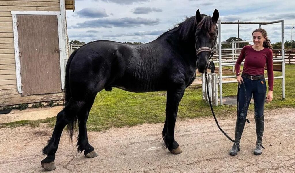 Black Friesian horse with a woman.