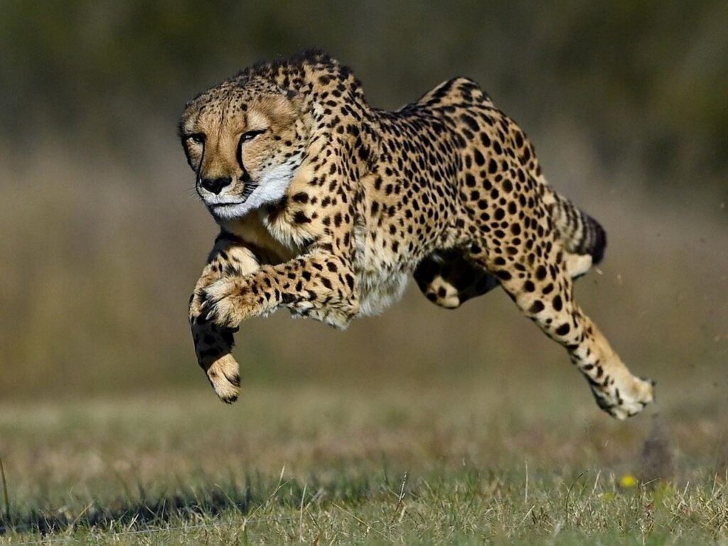 A Cheetah sprinting