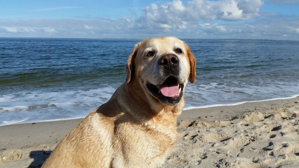 Labrador Retriever on a sandy beach near the ocean