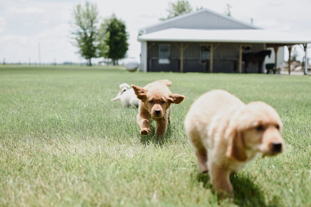 puppies playing together