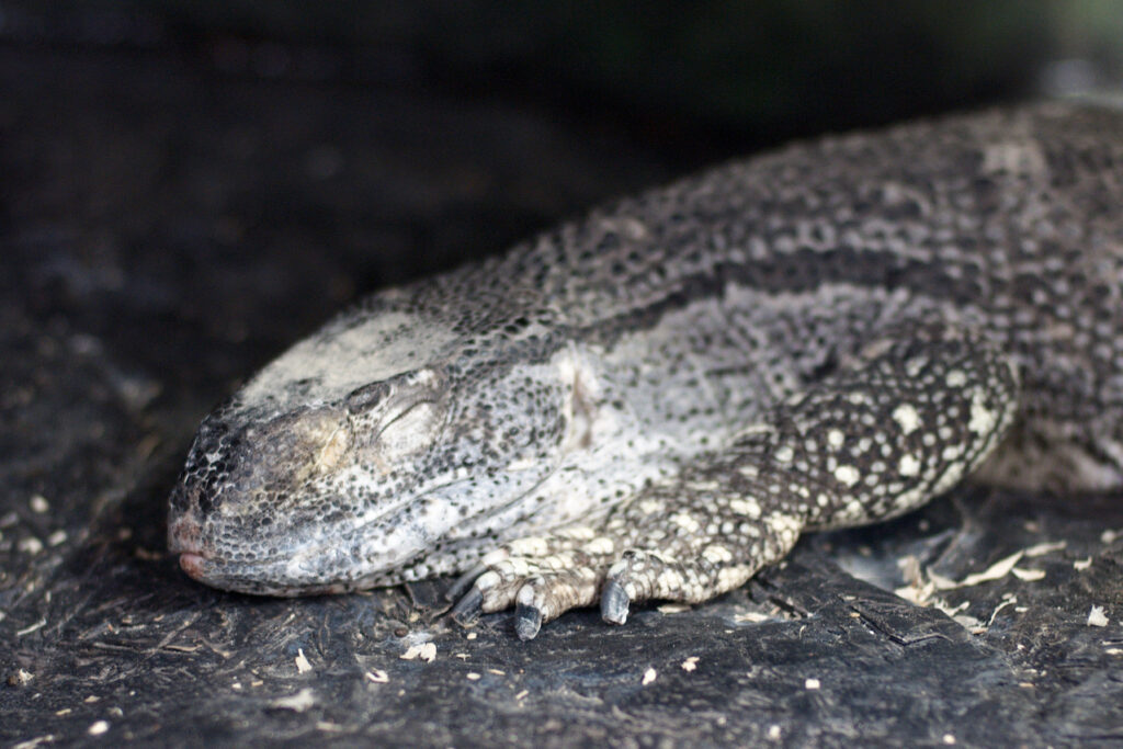 Black Throat Monitor sleeping