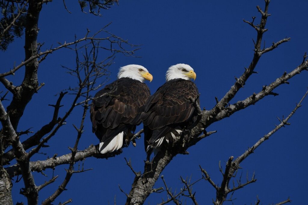 A Pair of Bald eagles