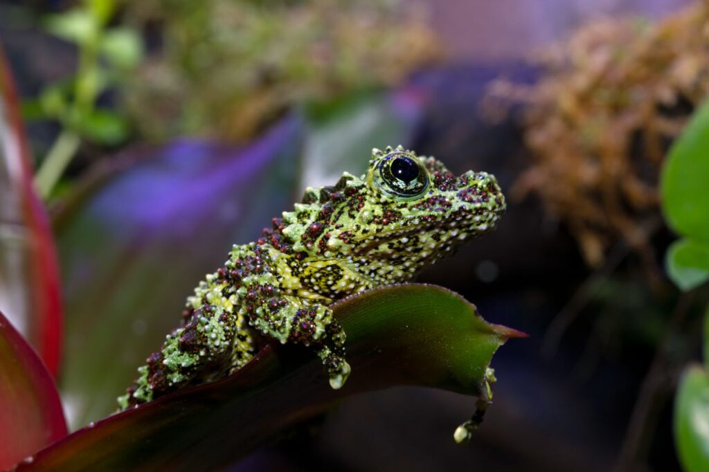 Vietnamese Mossy Frog