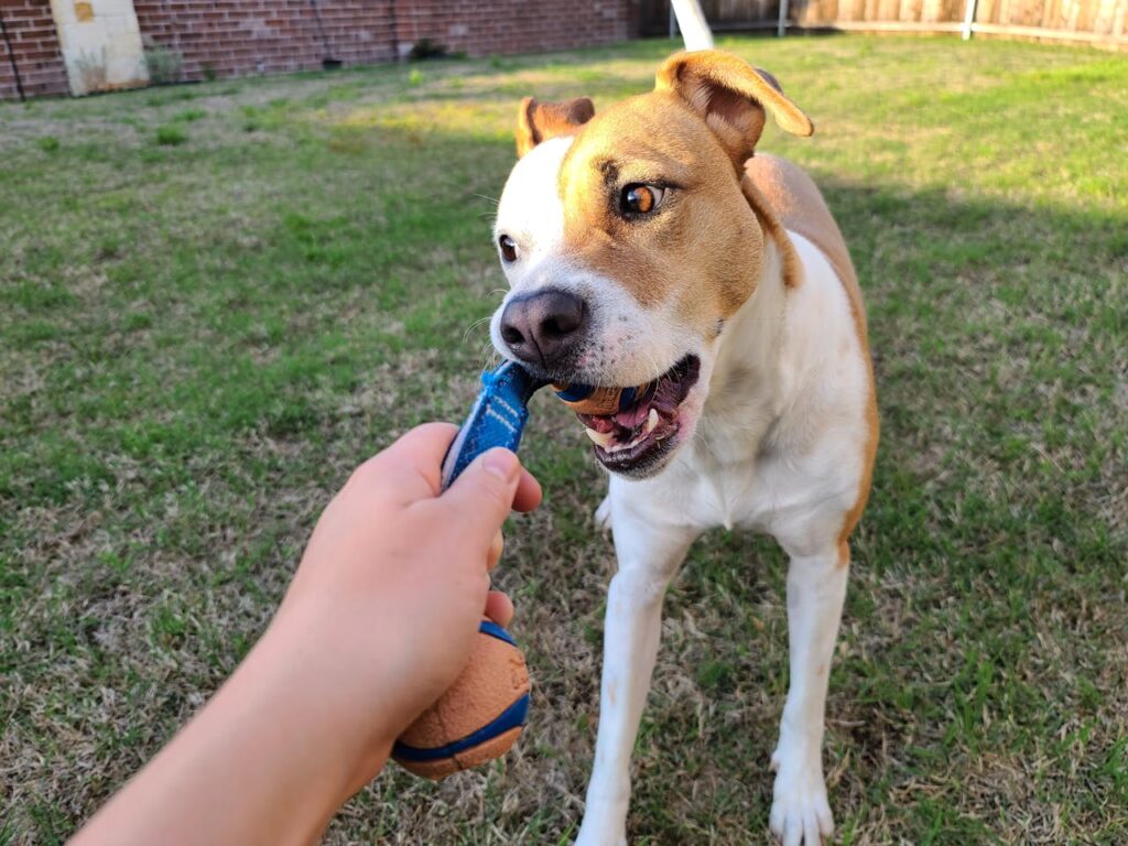 Mixed breed tugging toy with human hand backyard