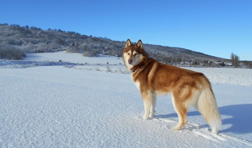 Brown Siberian Husky standing on snow