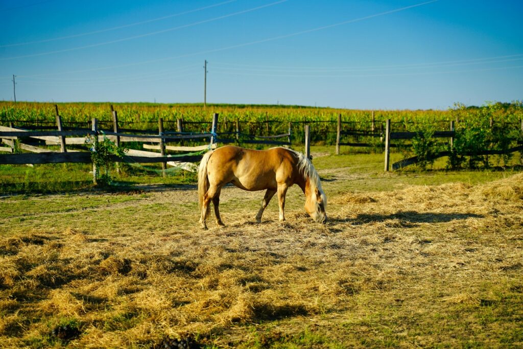 A Quarter Horse in a pen