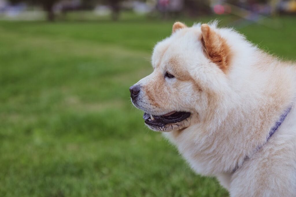 Side profile of a white Chow Chow