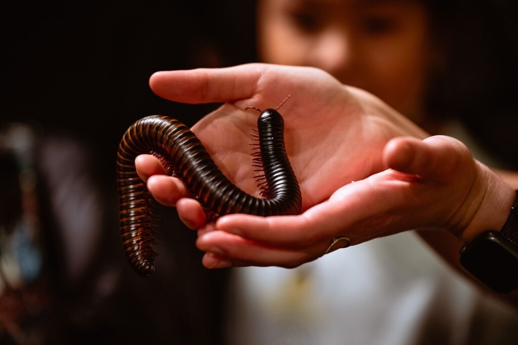 A Giant Millipede