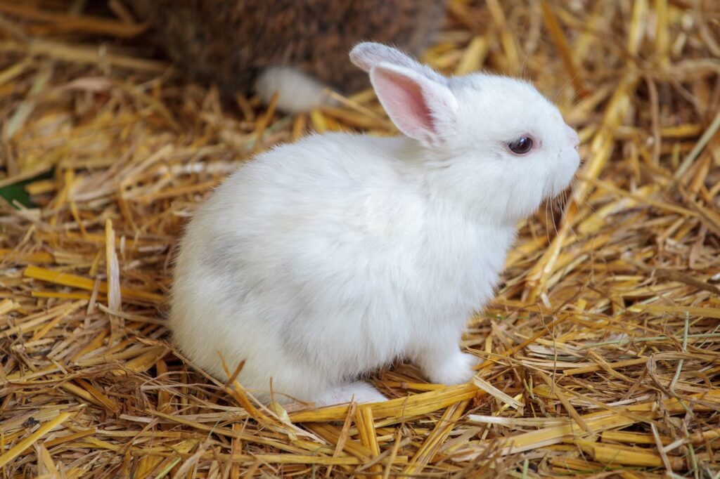 White fluffy rabbit sitting on straw bed