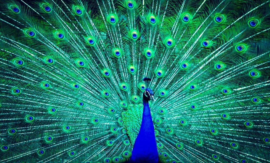 A Peacock