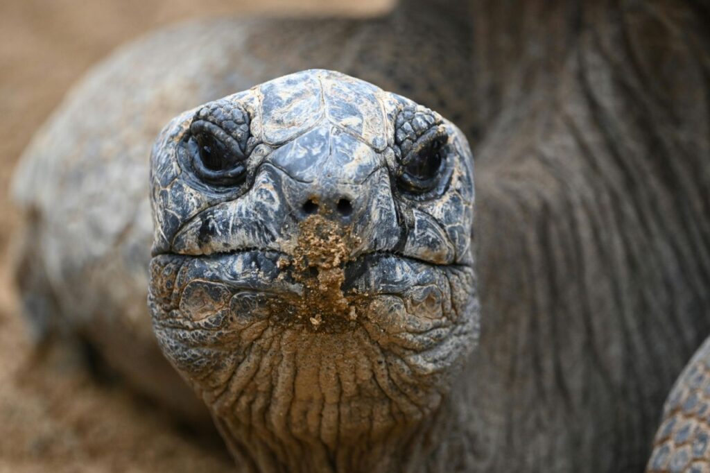 Tortoise observing