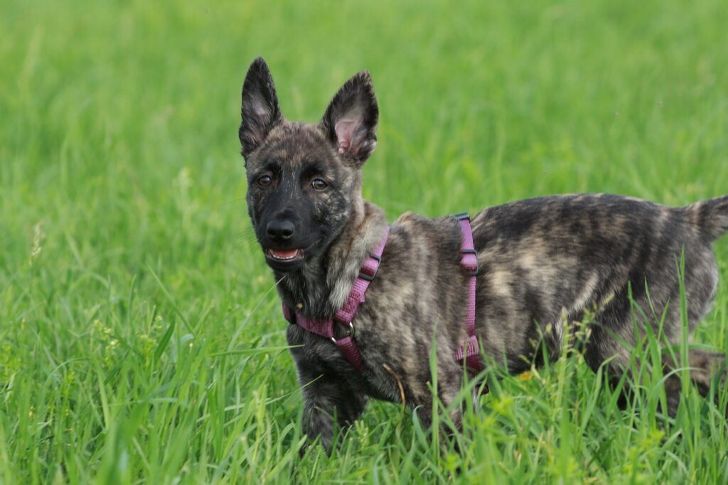 Dutch Shepherd puppy wearing pink harness outside