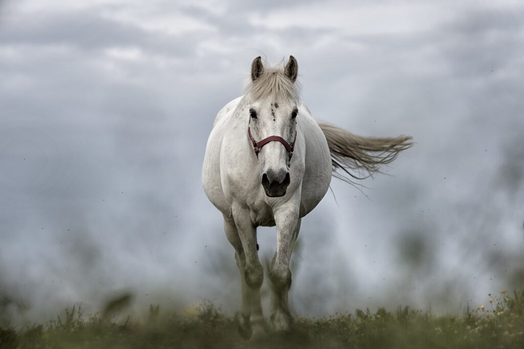 A White Horse