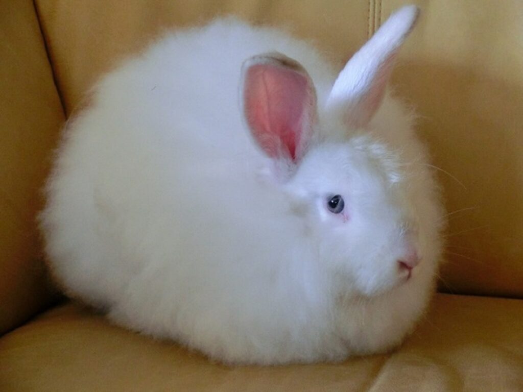 White_Satin_Angora_Rabbit