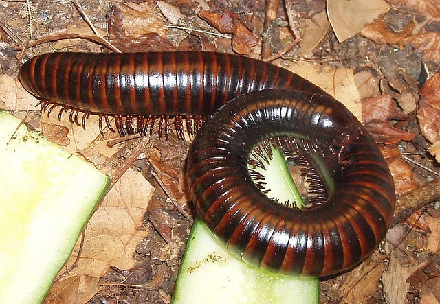 A Millipede about to feast
