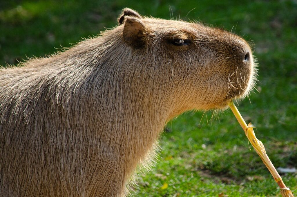 Capybara feasting
