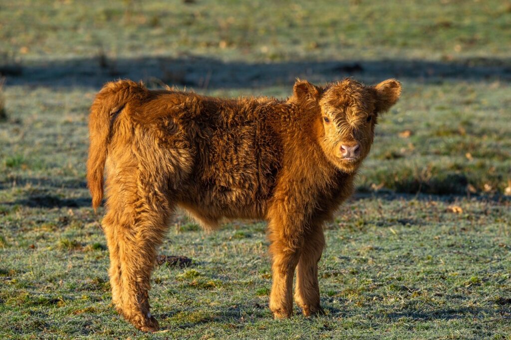 Miniature cow