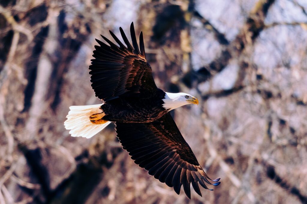 A Bald eagle on flight