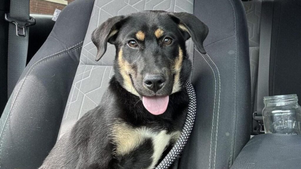 Doberman Shepherd