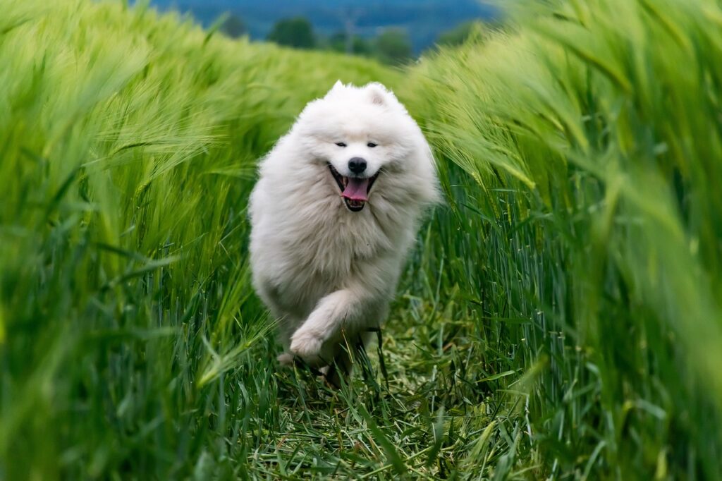 A Samoyed dog running
