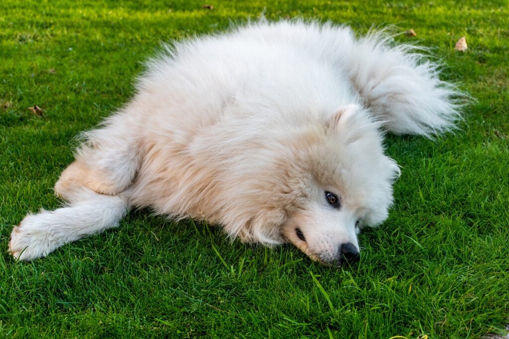 A sad Samoyed dog