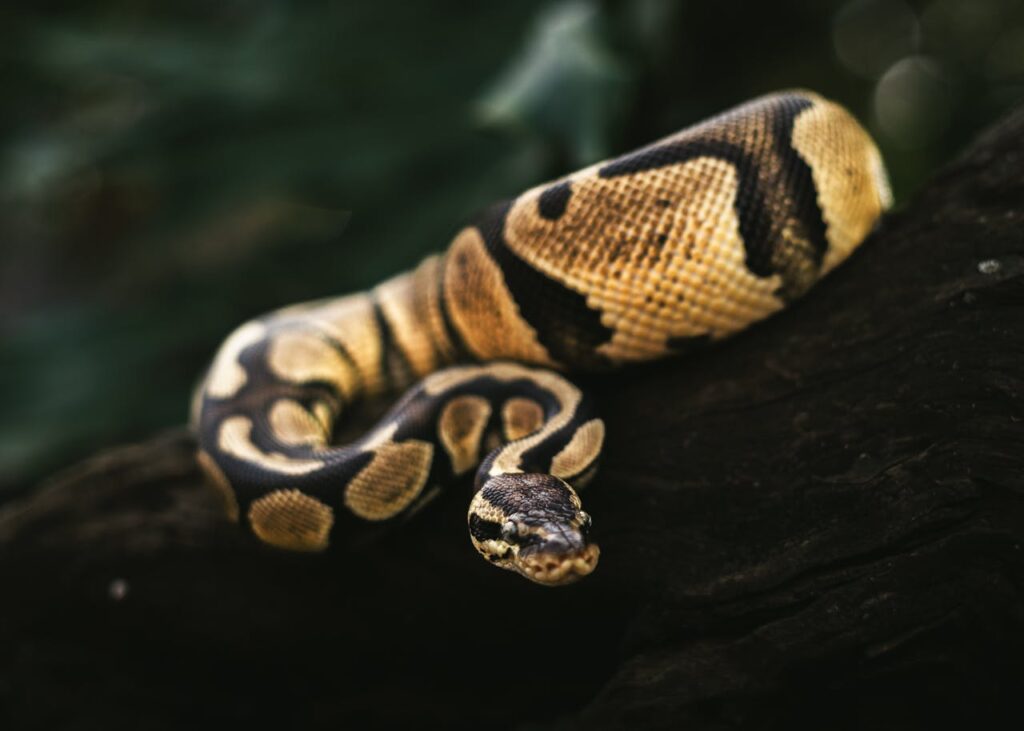 ball python