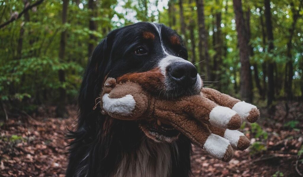 Bernese Mountain Dog in a forest.