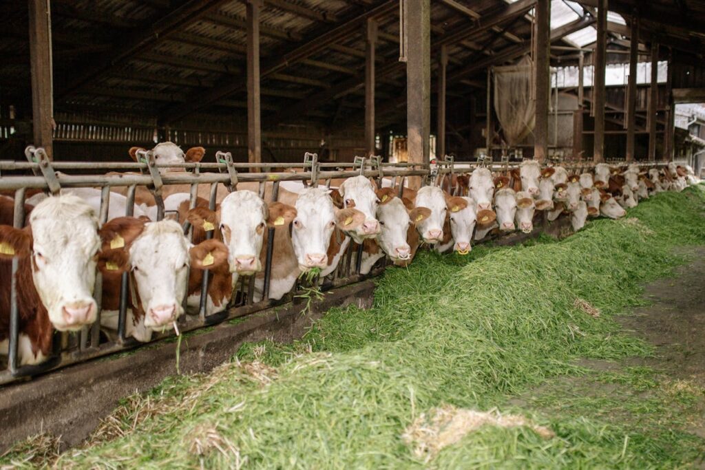 A barn full of cows eating green hay