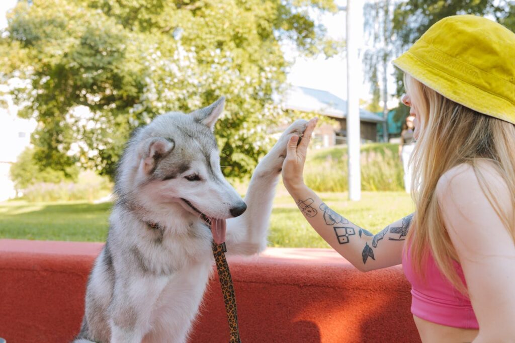Alaskan malamute high-fiving a smiling owner