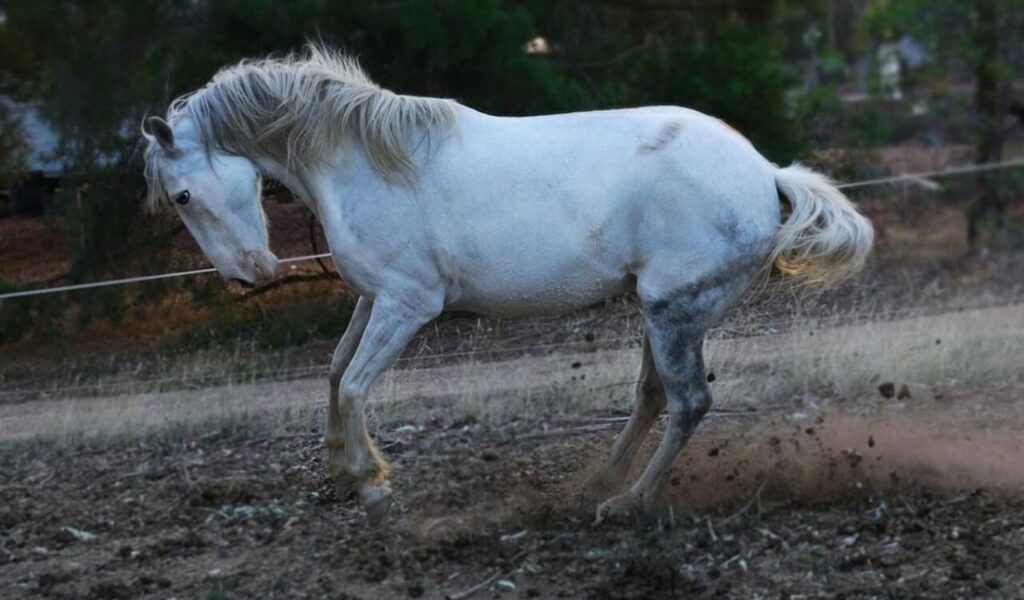 White Andalusian horse kicking up dirt in a field.