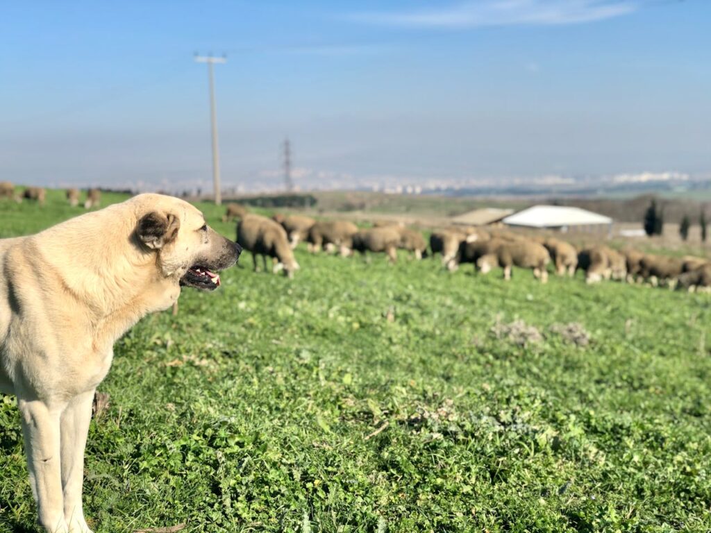 Anatolian Shepherd guarding sheep in open field