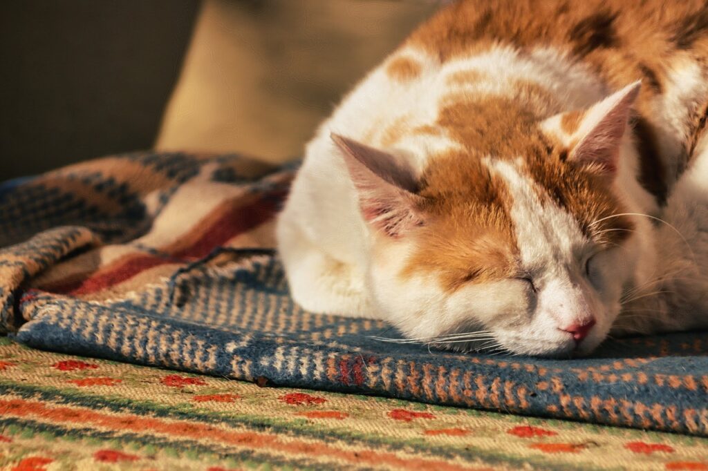 calm cat lounging