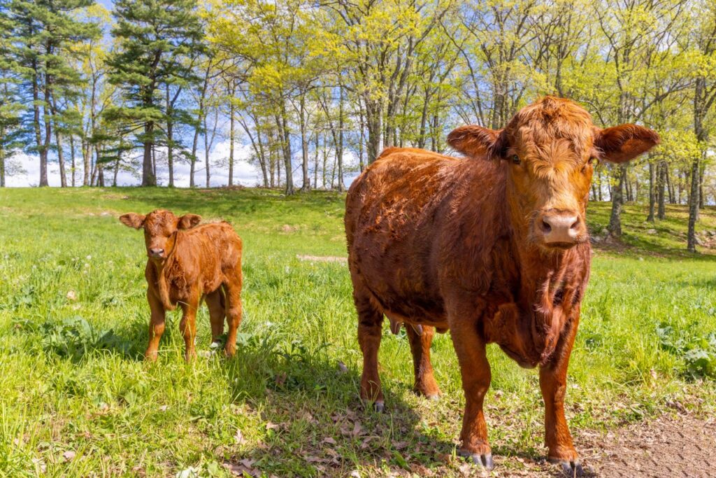 Two Red Angus cows standing in lush green field