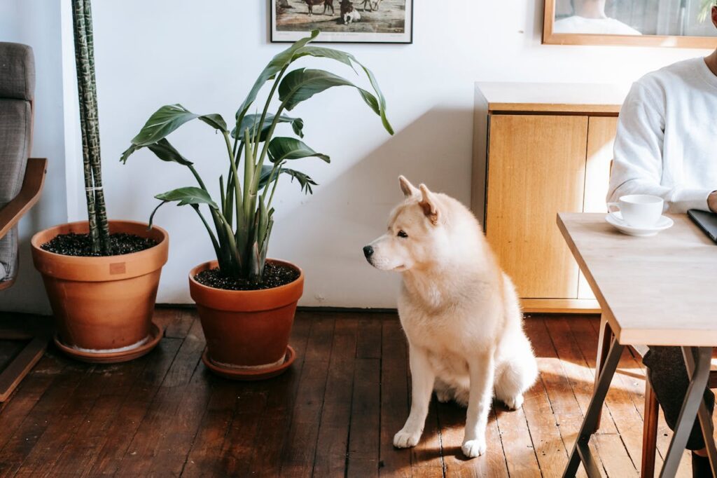 Akita inu indoors beside potted plants
