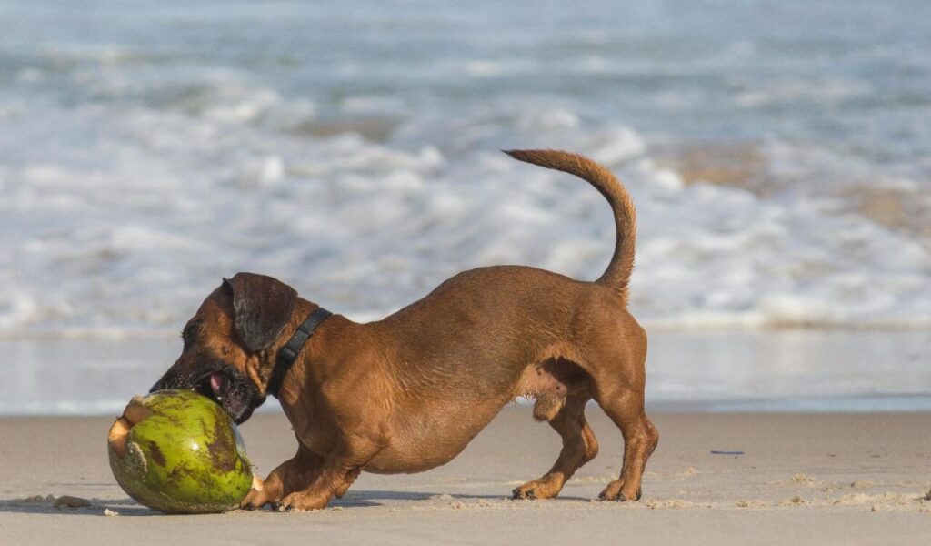 Dachshund with a coconut on the beach.