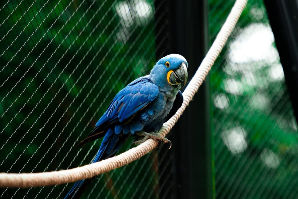 Hyacinth Macaws sitting on a rope