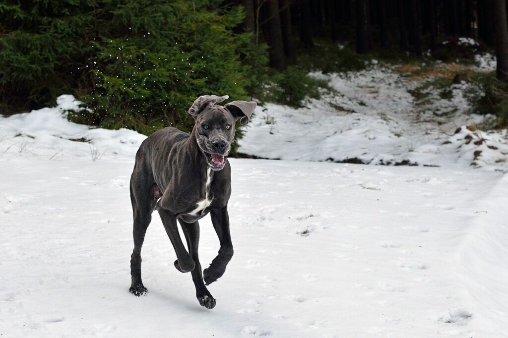 a-great-dane-in-the-snow