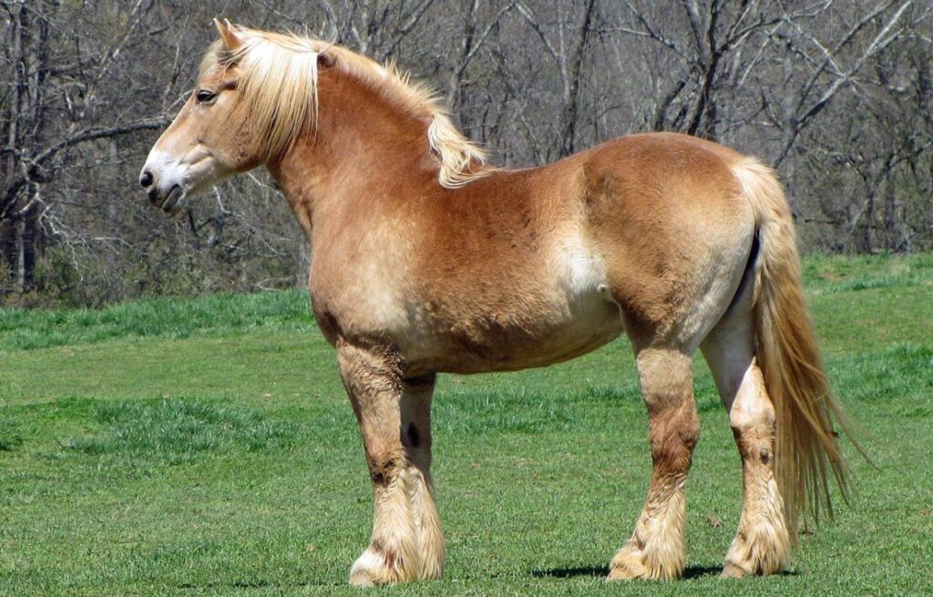 Belgian Draft horse standing in a field.