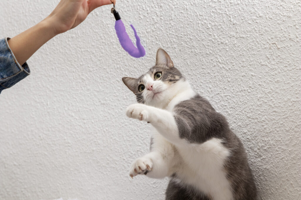 Gray and white cat playing with toy.