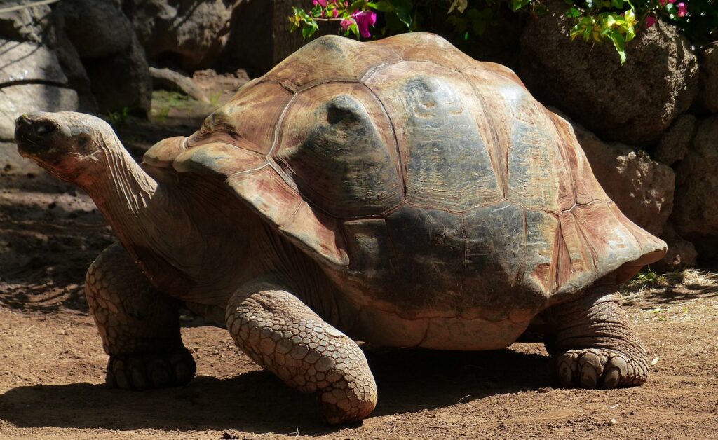 african-spurred-tortoise-sulcata