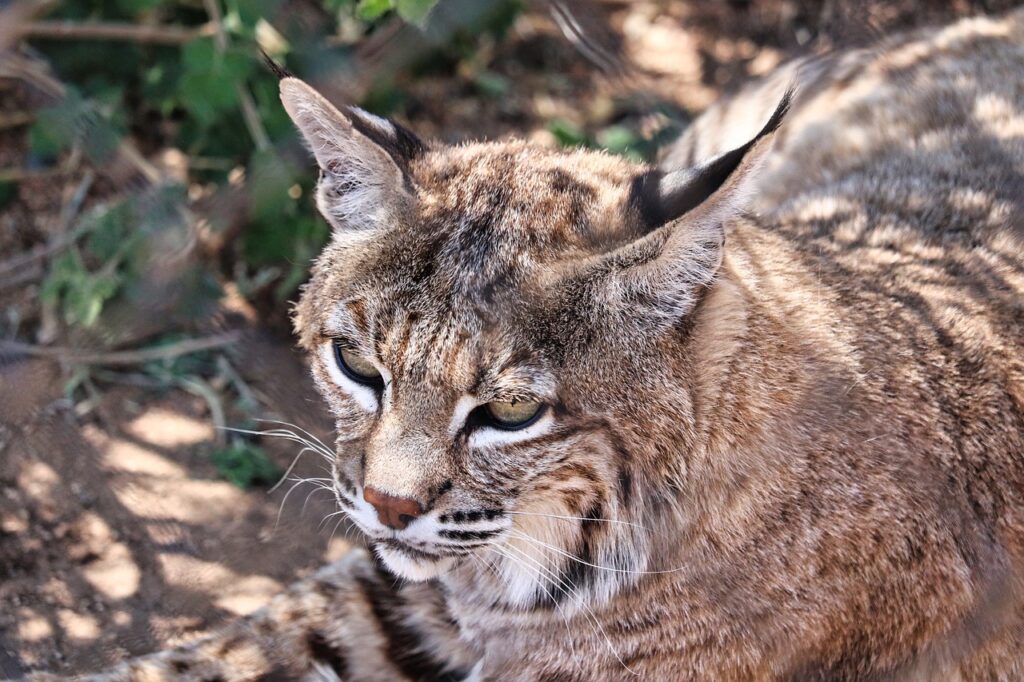 Bobcat staring