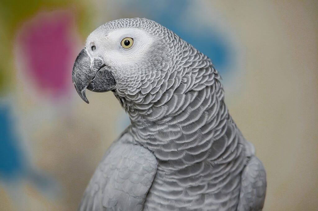An African Gray parrot