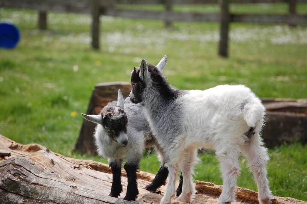  Couple of Pygmy Goats