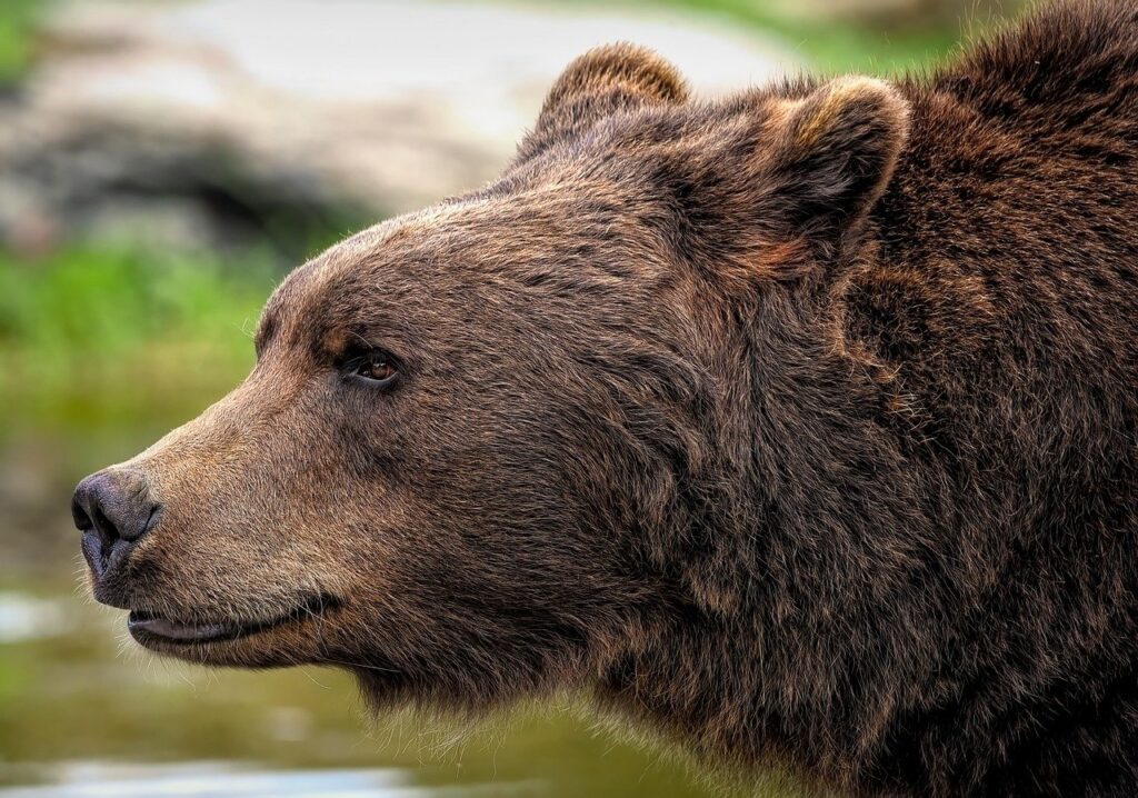 A Brown Grizzly bear